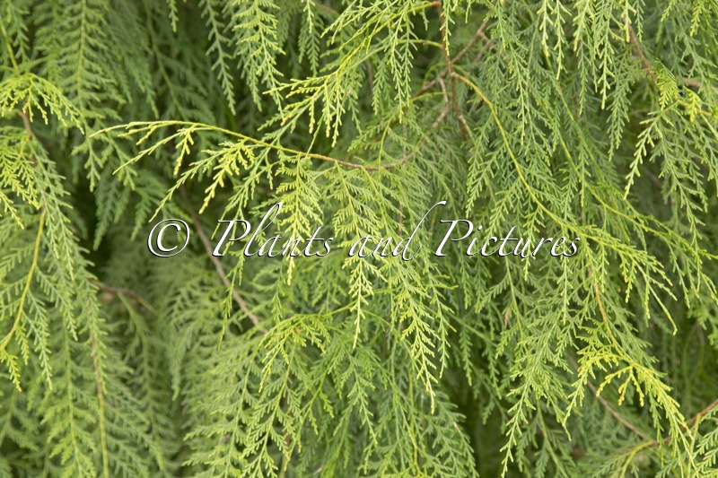 Cupressus funebris