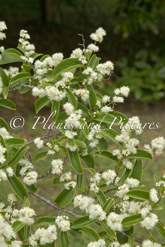 Symplocos paniculata