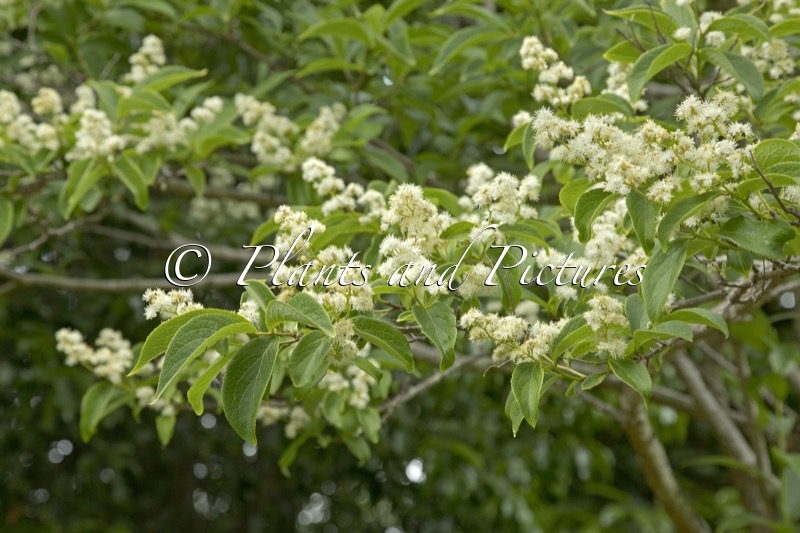 Symplocos paniculata