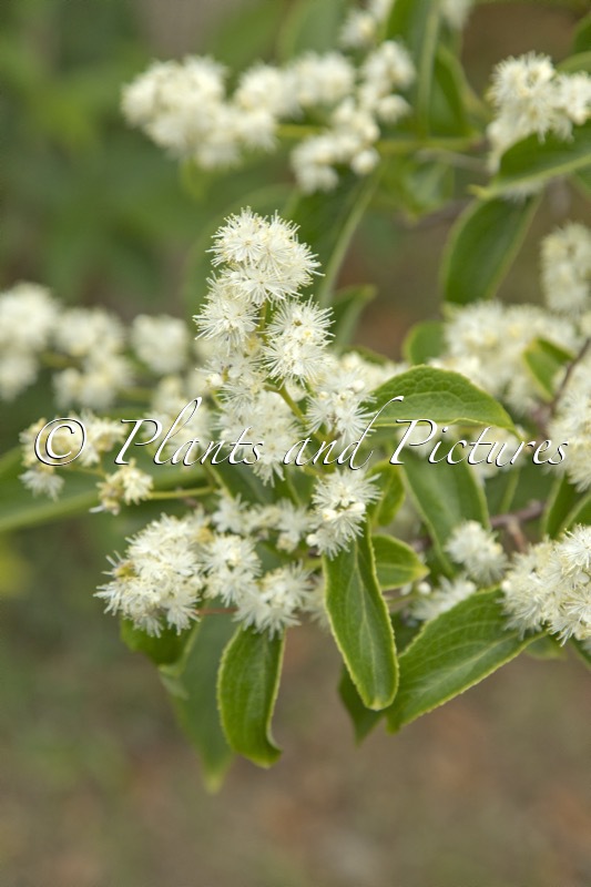 Symplocos paniculata