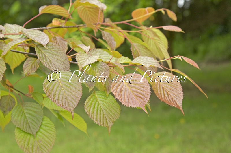 Euptelea pleiosperma