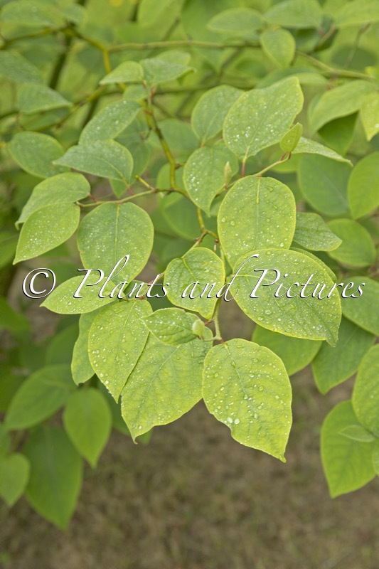 Lindera reflexa