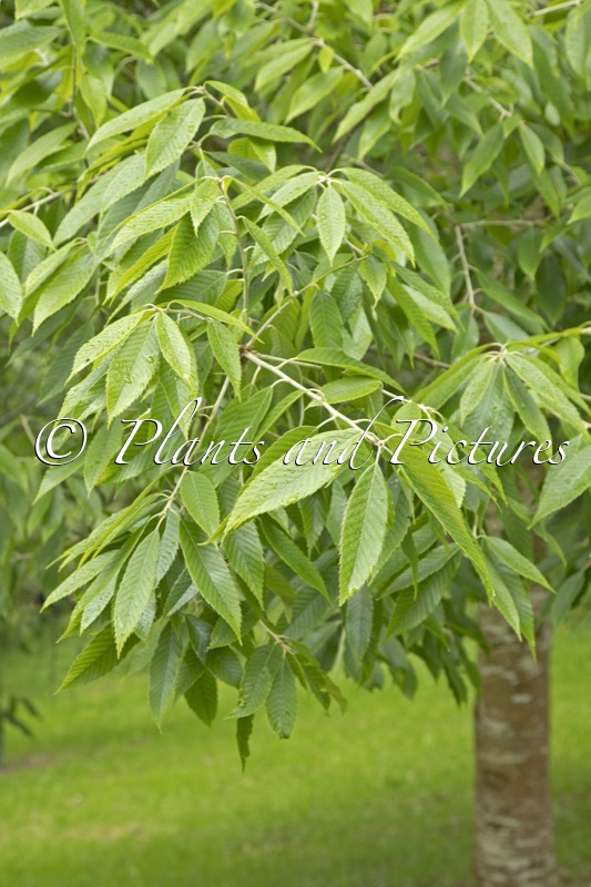Litsea populifolia