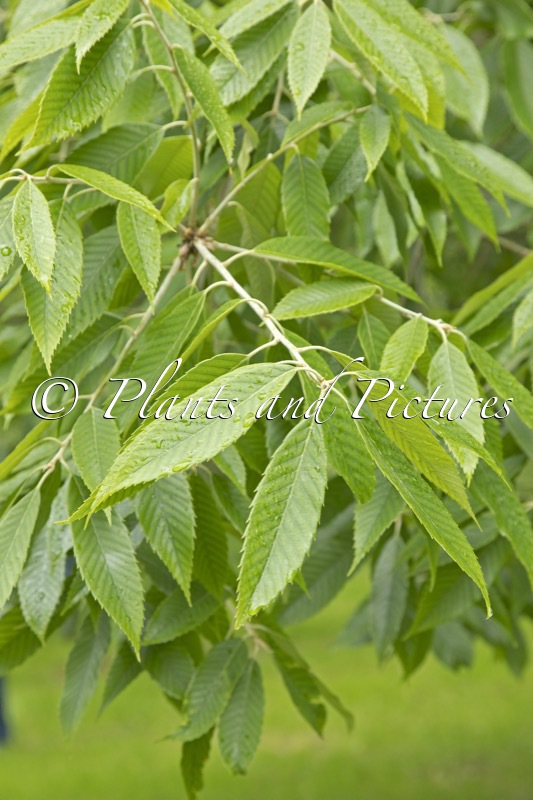 Litsea populifolia