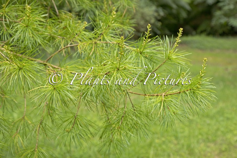 Pinus kwangtungensis