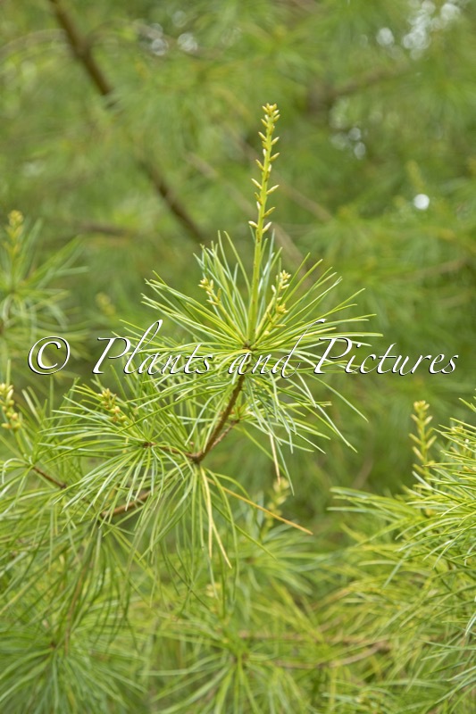 Pinus kwangtungensis