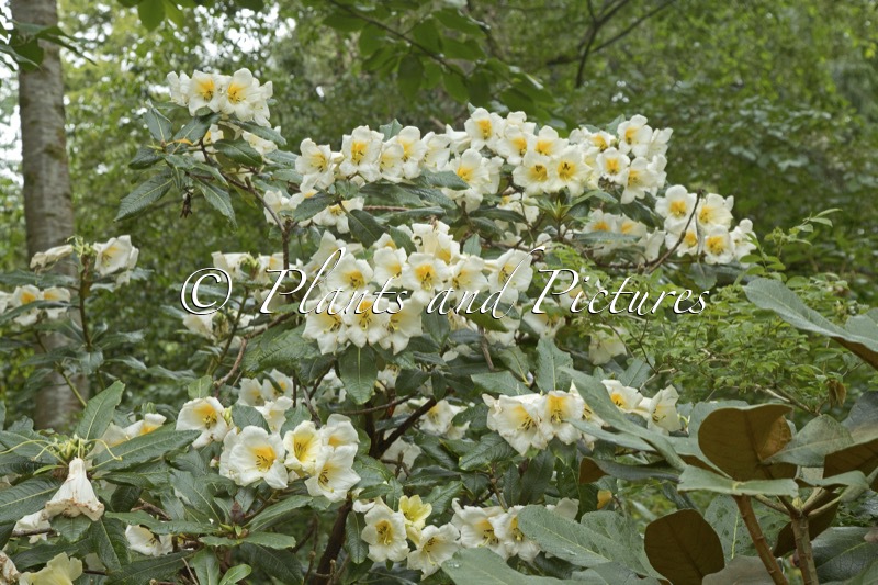 Rhododendron excellens