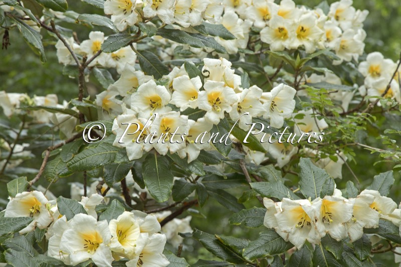 Rhododendron excellens