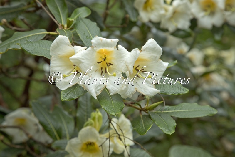 Rhododendron excellens