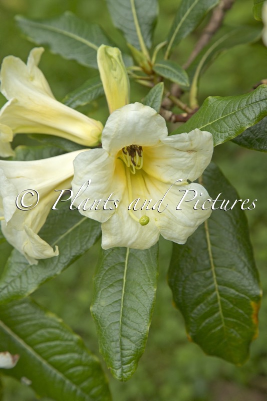 Rhododendron excellens