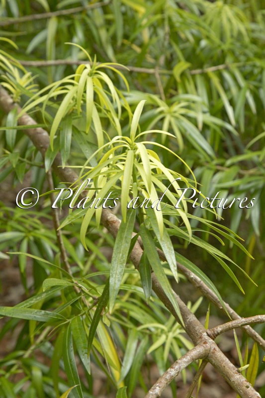 Podocarpus matudae