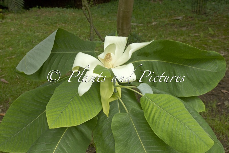 Magnolia dealbata