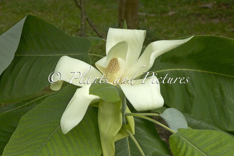 Magnolia dealbata