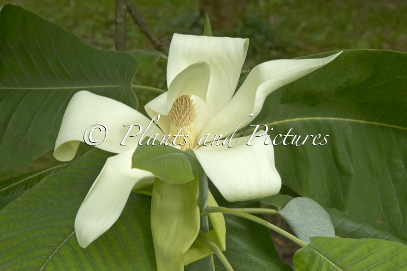 Magnolia dealbata