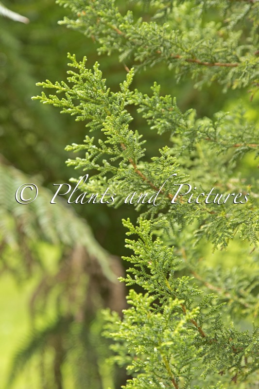 Pilgerodendron uviferum