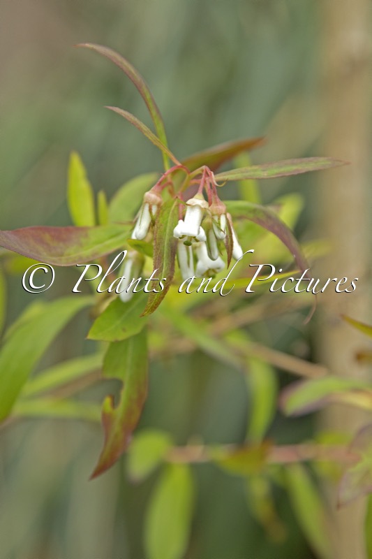 Escallonia tucumanensis