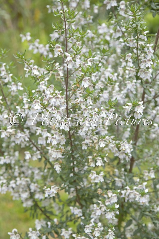 Prostanthera ‘Badja Peak’