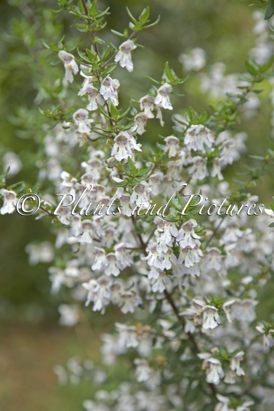 Prostanthera ‘Badja Peak’
