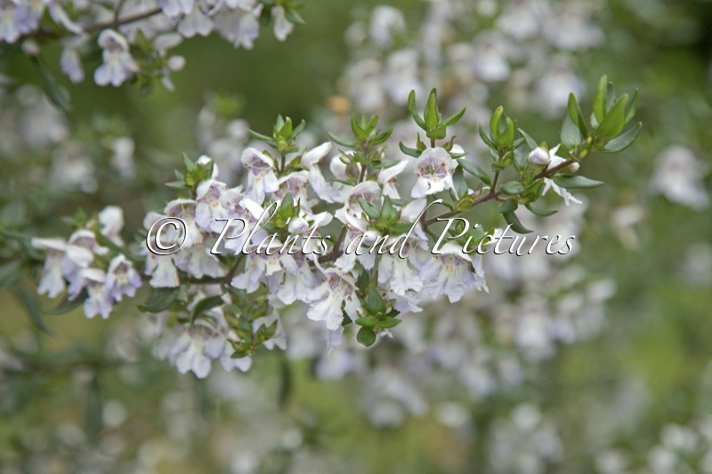 Prostanthera ‘Badja Peak’