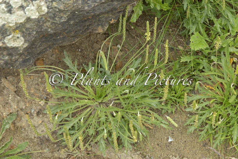 Plantago coronopus