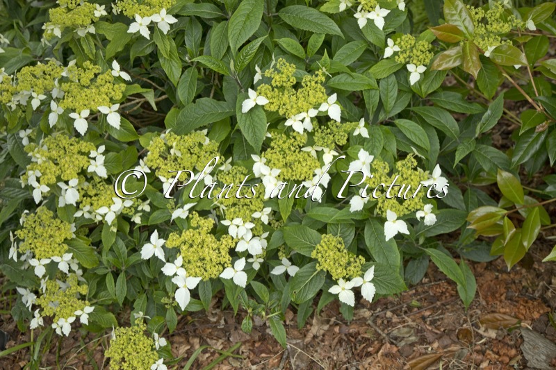 Hydrangea chinensis (CWJ12441)