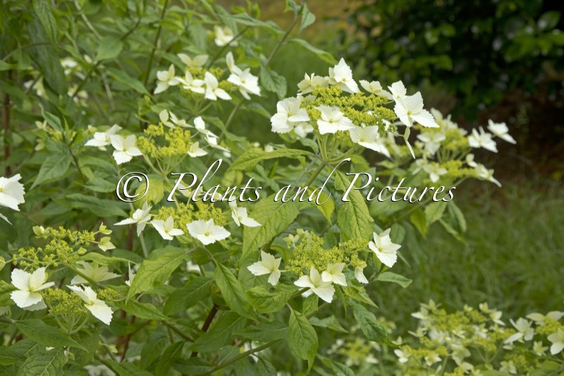Hydrangea chinensis (CWJ12441)