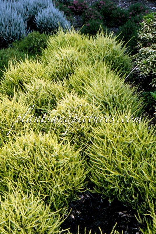 Calluna vulgaris ‘Gold Haze’