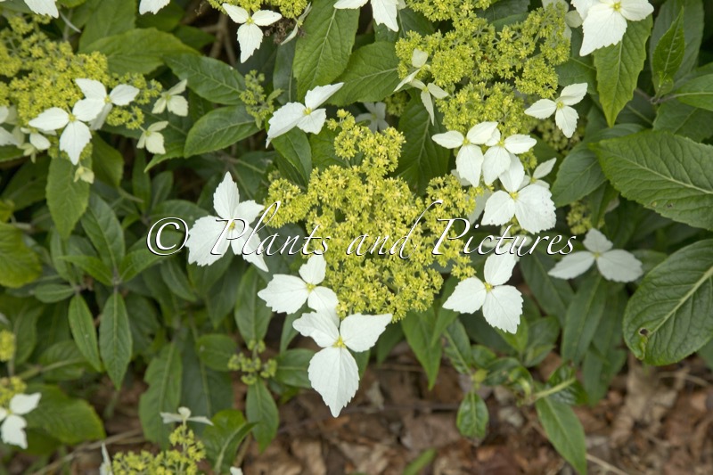 Hydrangea chinensis (CWJ12441)