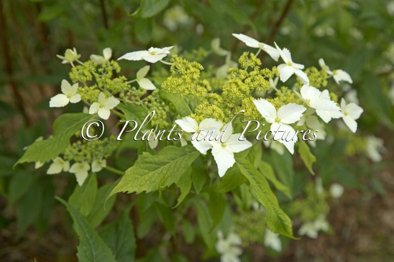 Hydrangea chinensis (CWJ12441)