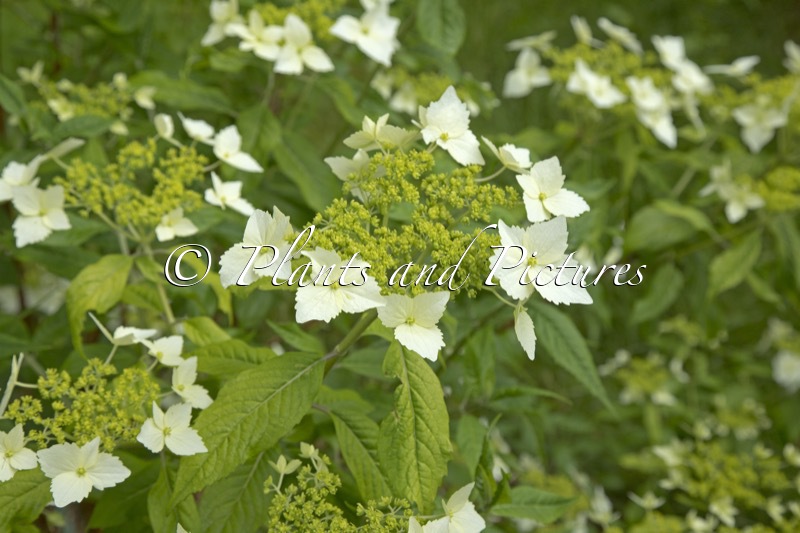 Hydrangea chinensis (CWJ12441)