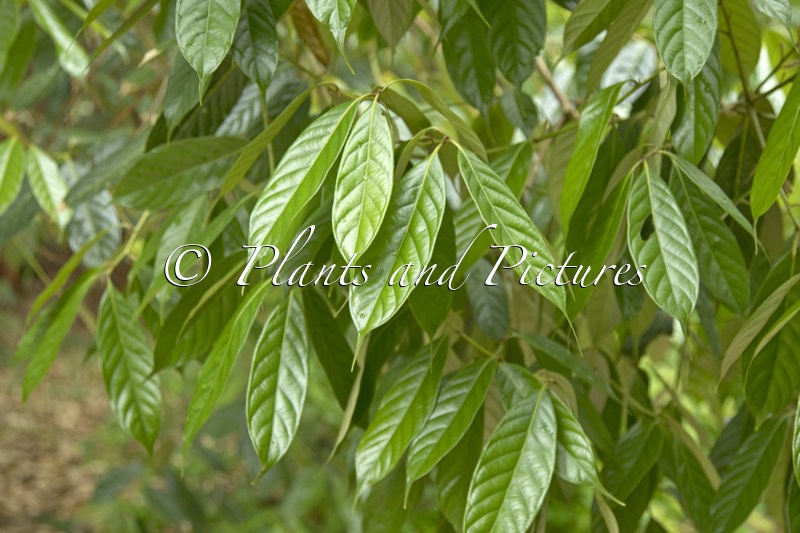 Lithocarpus pachyphyllus