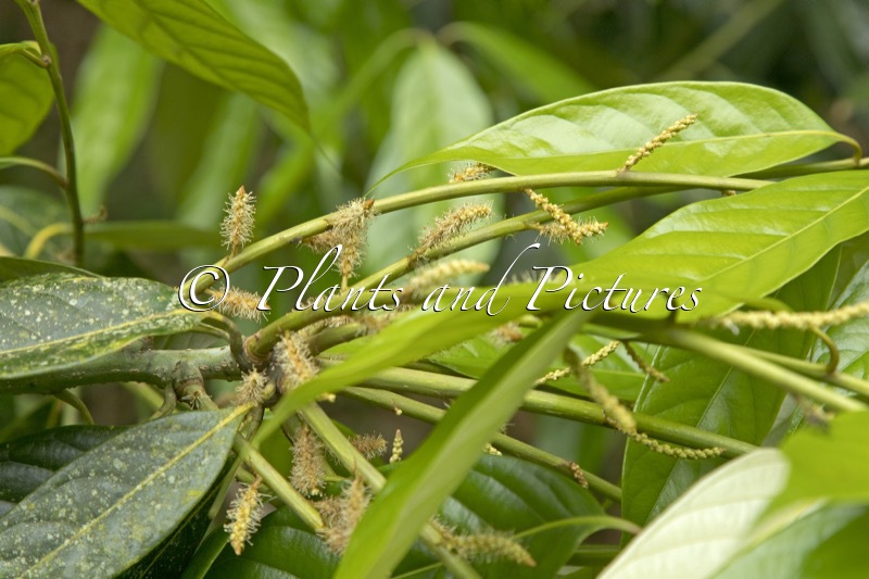 Lithocarpus pachyphyllus