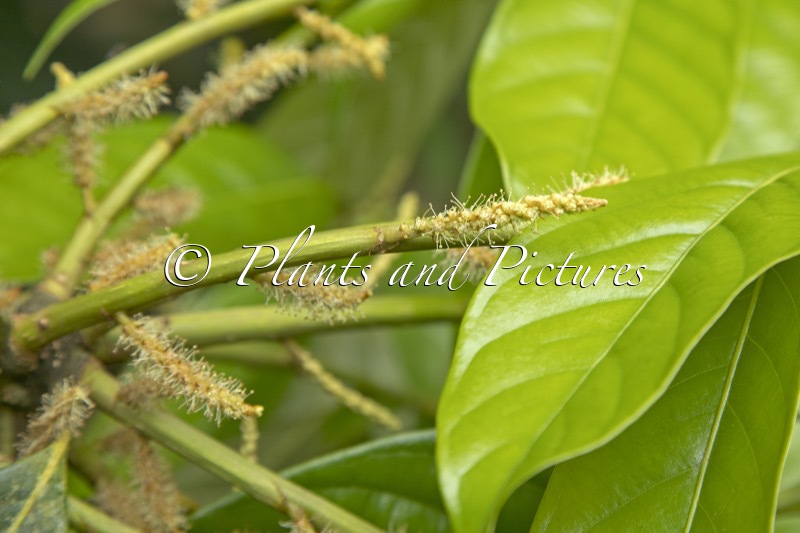 Lithocarpus pachyphyllus