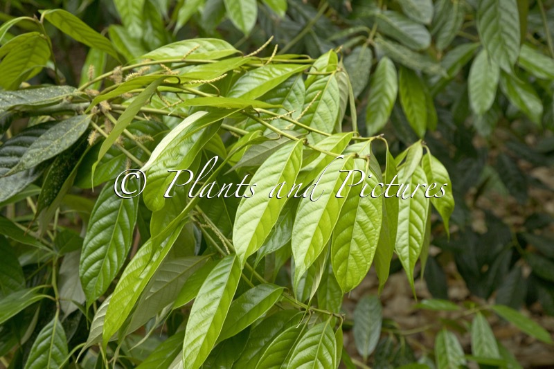 Lithocarpus pachyphyllus