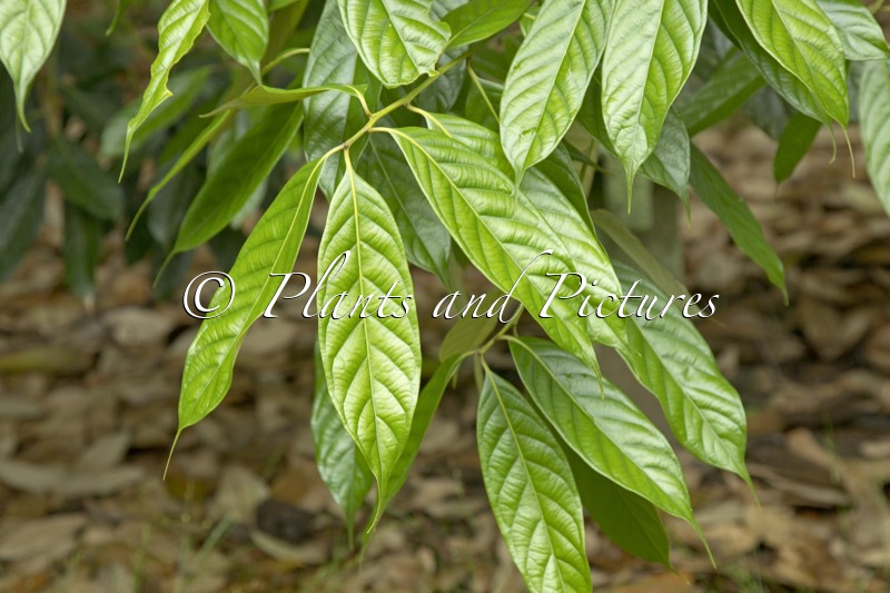 Lithocarpus pachyphyllus