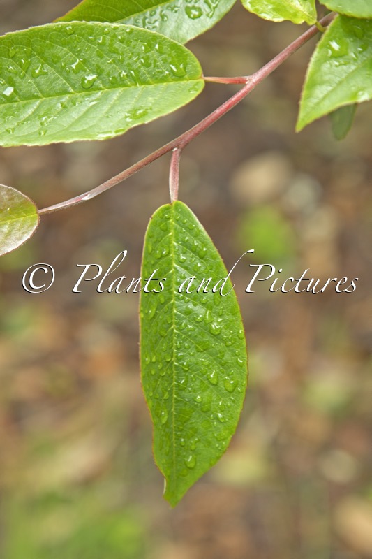 Stewartia pteropetiolata