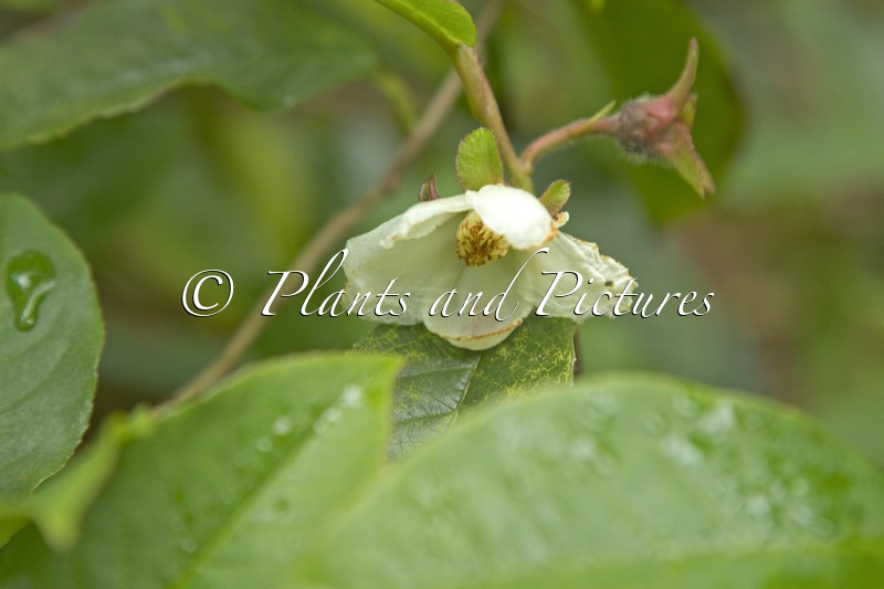 Stewartia pteropetiolata