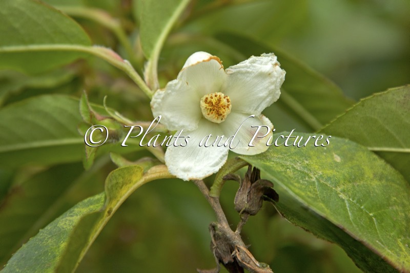 Stewartia pteropetiolata