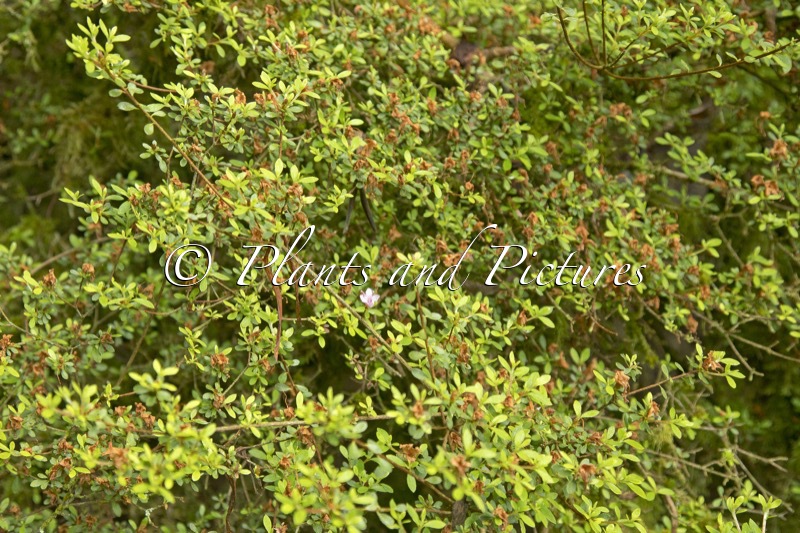 Rhododendron serpyllifolium