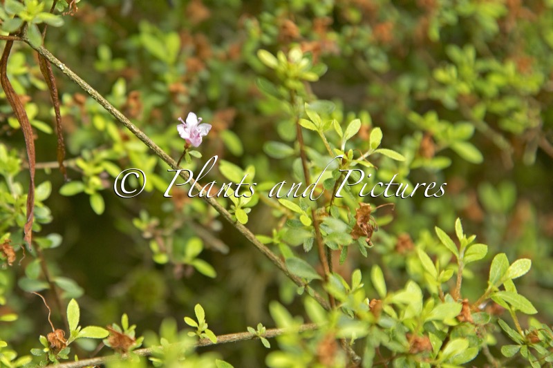 Rhododendron serpyllifolium