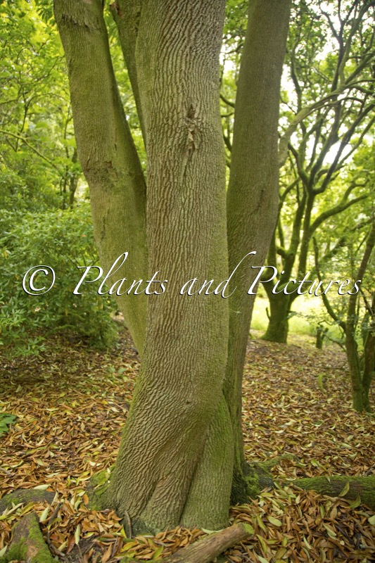 Craibiodendron yunnanense