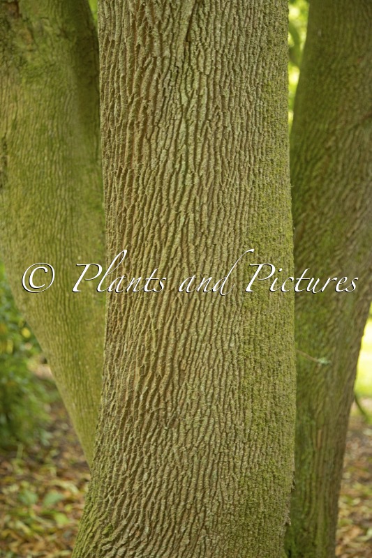 Craibiodendron yunnanense