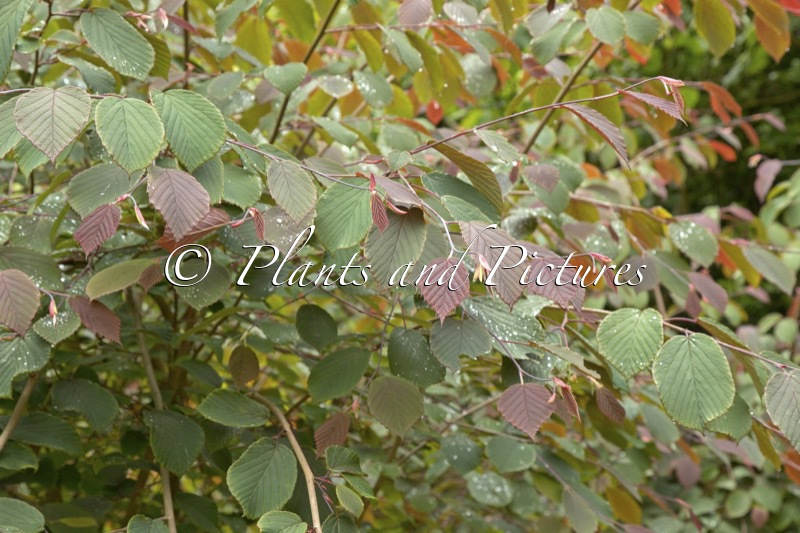 Corylopsis sinensis ‘Spring Purple’