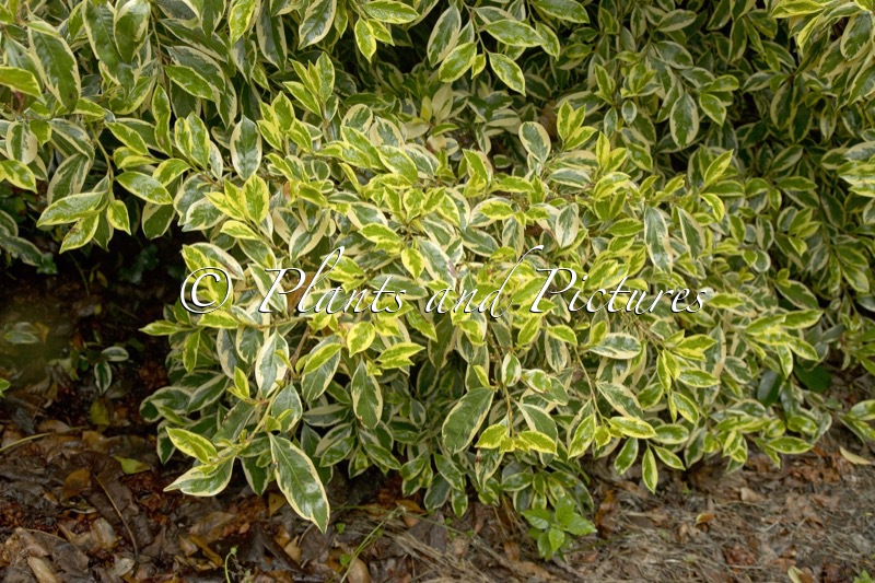 Cleyera japonica ‘Variegata’
