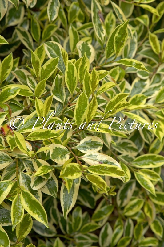 Cleyera japonica ‘Variegata’