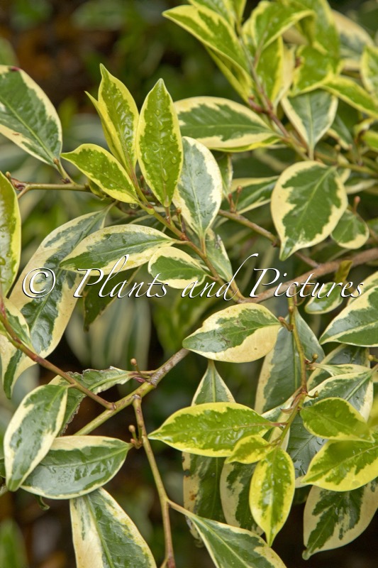 Cleyera japonica ‘Variegata’