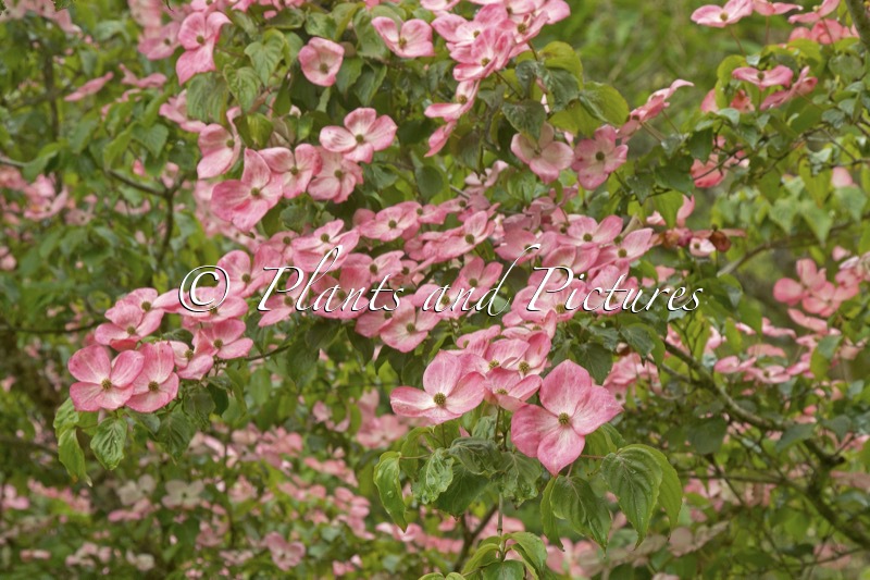 Cornus kousa ‘Satomi’