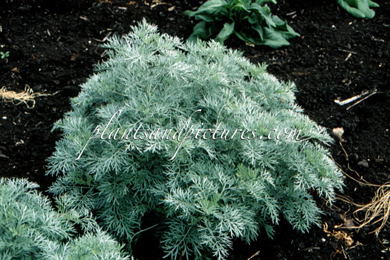 Artemisia ‘Powis Castle’