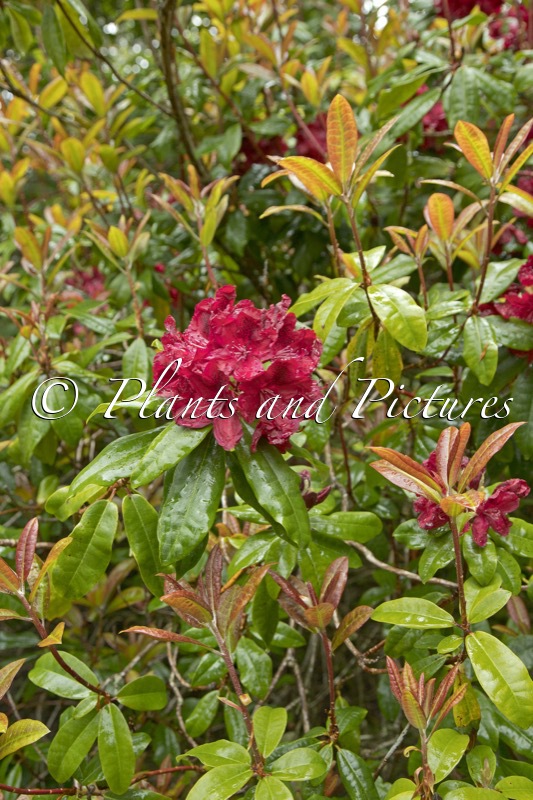 Rhododendron ‘Moser’s Maroon’