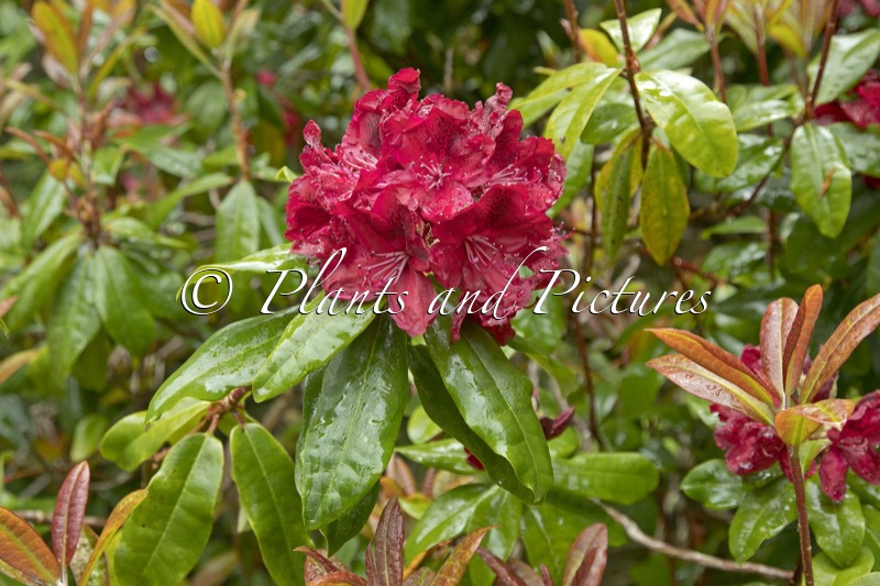 Rhododendron ‘Moser’s Maroon’